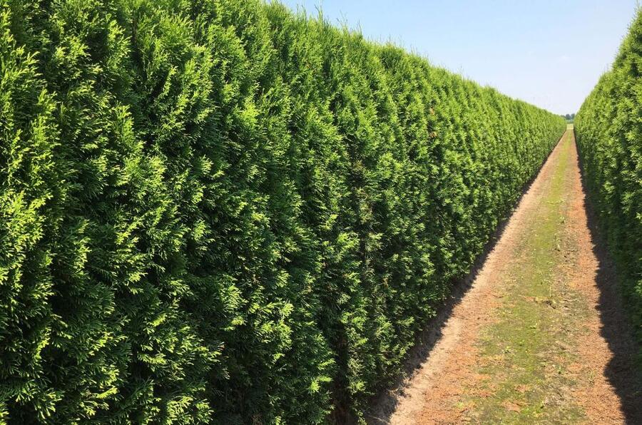Zerav, túje západní 'Smaragd' - předpěstovaný živý plot - Thuja occidentalis 'Smaragd' - předpěstovaný živý plot
