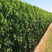 Zerav, túje západní 'Smaragd' - předpěstovaný živý plot - Thuja occidentalis 'Smaragd' - předpěstovaný živý plot