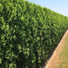 Zerav, túje západní 'Smaragd' - předpěstovaný živý plot - Thuja occidentalis 'Smaragd' - předpěstovaný živý plot