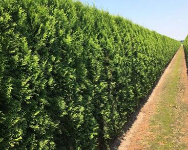 Túje, zerav západní 'Smaragd' - předpěstovaný živý plot