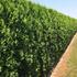 38716-610thuja-occidentalis-smaragd-200cm-summer-1.jpg