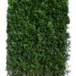 Zerav, túje západní 'Smaragd' - předpěstovaný živý plot - Thuja occidentalis 'Smaragd' - předpěstovaný živý plot