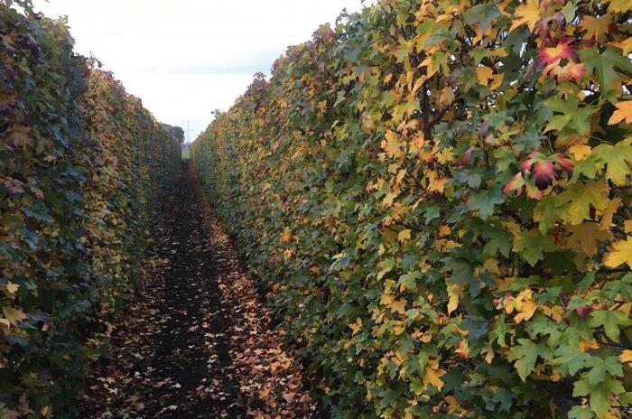 Ambroň západní - předpěstovaný živý plot - Liquidambar styraciflua - předpěstovaný živý plot