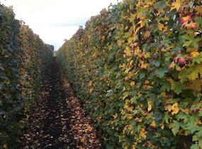 Ambroň západní - předpěstovaný živý plot - Liquidambar styraciflua - předpěstovaný živý plot
