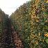 38675-576liquidambar-styraciflua-autumn-1-1.jpg