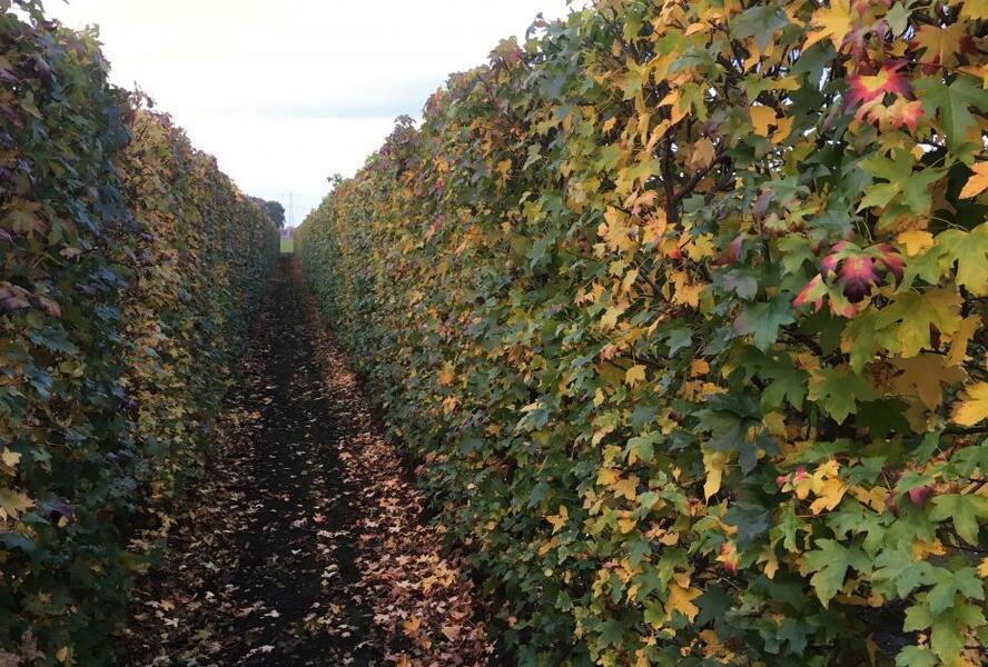 Ambroň západní - předpěstovaný živý plot - Liquidambar styraciflua - předpěstovaný živý plot