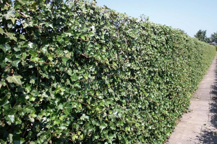 Břečťan popínavý 'Hibernica' - předpěstovaný živý plot - Hedera helix 'Hibernica' - předpěstovaný živý plot