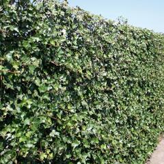 Břečťan popínavý 'Hibernica' - předpěstovaný živý plot - Hedera helix 'Hibernica' - předpěstovaný živý plot