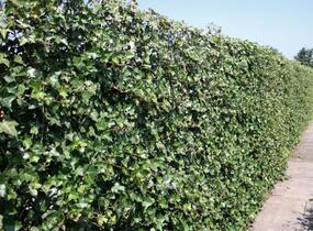 Břečťan popínavý 'Hibernica' - předpěstovaný živý plot - Hedera helix 'Hibernica' - předpěstovaný živý plot