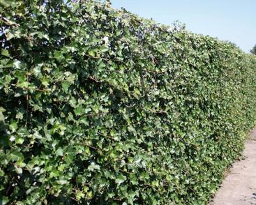 Břečťan popínavý 'Hibernica' - předpěstovaný živý plot