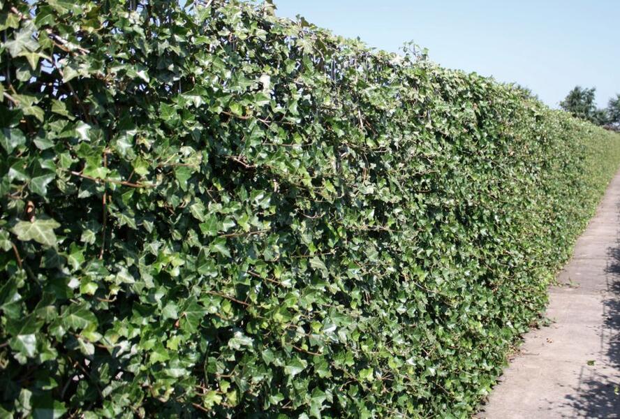 Břečťan popínavý 'Hibernica' - předpěstovaný živý plot - Hedera helix 'Hibernica' - předpěstovaný živý plot