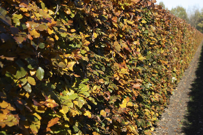 Buk lesní 'Atropunicea' - předpěstovaný živý plot - Fagus sylvatica 'Atropunicea' - předpěstovaný živý plot
