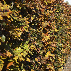 Buk lesní 'Atropunicea' - předpěstovaný živý plot - Fagus sylvatica 'Atropunicea' - předpěstovaný živý plot