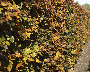 Buk lesní 'Atropunicea' - předpěstovaný živý plot