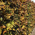 38653-129fagus-sylvatica-atropunicea-autumn-rgb-1.jpg