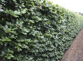 Buk lesní - předpěstovaný živý plot - Fagus sylvatica - předpěstovaný živý plot