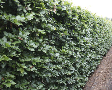 Buk lesní - předpěstovaný živý plot