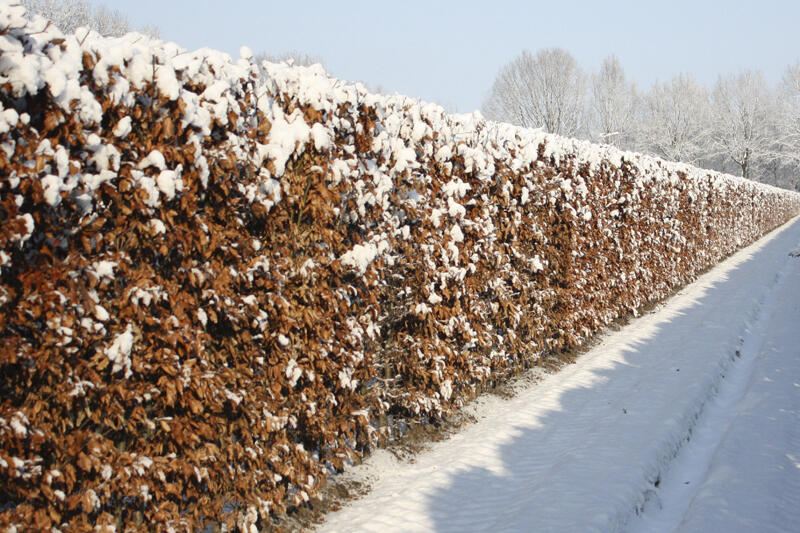 Buk lesní - předpěstovaný živý plot - Fagus sylvatica - předpěstovaný živý plot