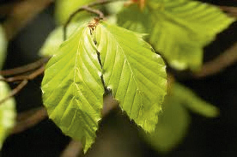 Buk lesní - předpěstovaný živý plot - Fagus sylvatica - předpěstovaný živý plot