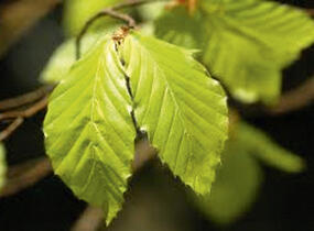 Buk lesní - předpěstovaný živý plot - Fagus sylvatica - předpěstovaný živý plot
