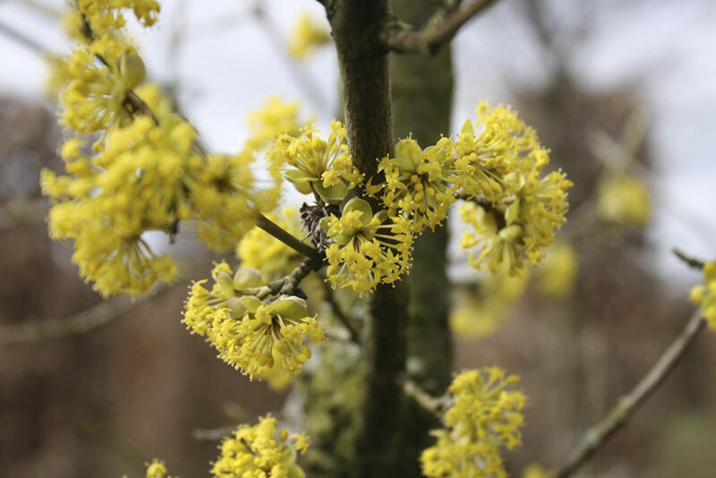 Dřín obecný - předpěstovaný živý plot - Cornus mas - předpěstovaný živý plot