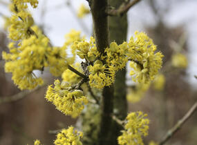 Dřín obecný - předpěstovaný živý plot - Cornus mas - předpěstovaný živý plot