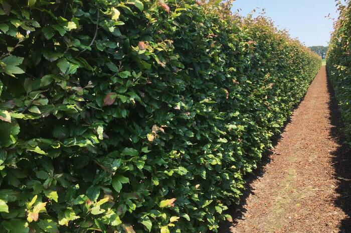 Parotie perská 'Vanessa' - Parrotia persica 'Vanessa' - předpěstovaný živý plot