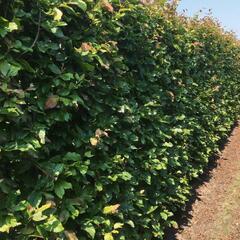Parotie perská 'Vanessa' - Parrotia persica 'Vanessa' - předpěstovaný živý plot