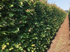 Parotie perská 'Vanessa' - Parrotia persica 'Vanessa' - předpěstovaný živý plot