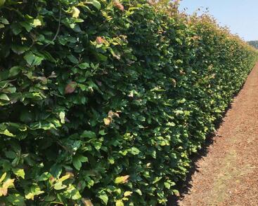 Parotie perská 'Vanessa'