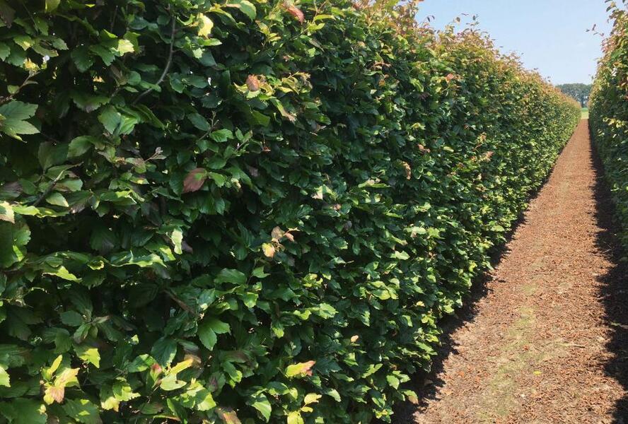 Parotie perská 'Vanessa' - Parrotia persica 'Vanessa' - předpěstovaný živý plot