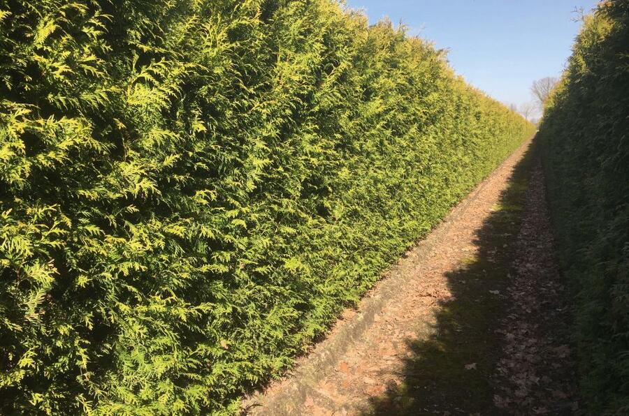 Zerav, túje západní 'Brabant' - předpěstovaný živý plot - Thuja occidentalis 'Brabant' - předpěstovaný živý plot