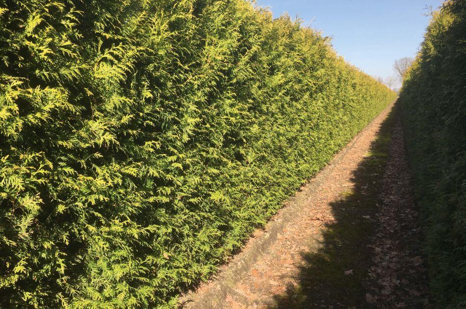 Túje, zerav západní 'Brabant' - předpěstovaný živý plot - Thuja occidentalis 'Brabant' - předpěstovaný živý plot