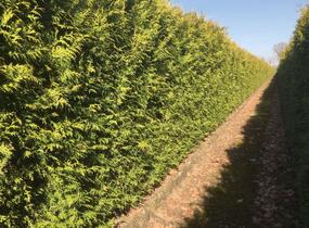 Túje, zerav západní 'Brabant' - předpěstovaný živý plot - Thuja occidentalis 'Brabant' - předpěstovaný živý plot