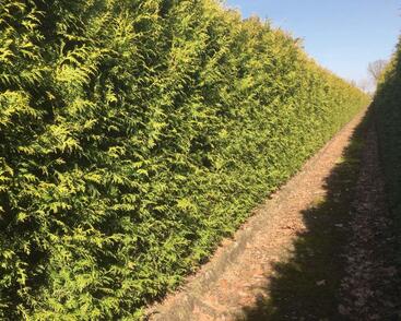 Túje, zerav západní 'Brabant' - předpěstovaný živý plot