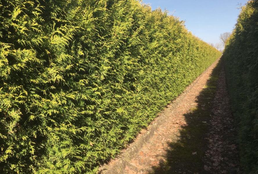 Túje, zerav západní 'Brabant' - předpěstovaný živý plot - Thuja occidentalis 'Brabant' - předpěstovaný živý plot