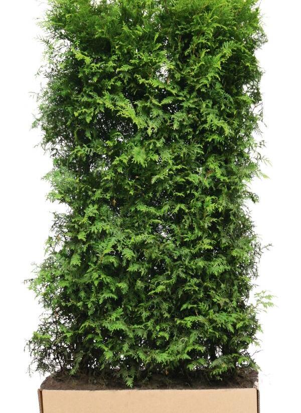 Túje, zerav západní 'Brabant' - předpěstovaný živý plot - Thuja occidentalis 'Brabant' - předpěstovaný živý plot