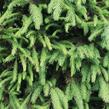 Smrk ztepilý - předpěstovaný živý plot - Picea abies - předpěstovaný živý plot