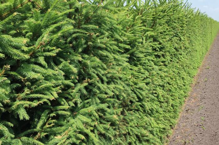 Smrk ztepilý - předpěstovaný živý plot - Picea abies - předpěstovaný živý plot