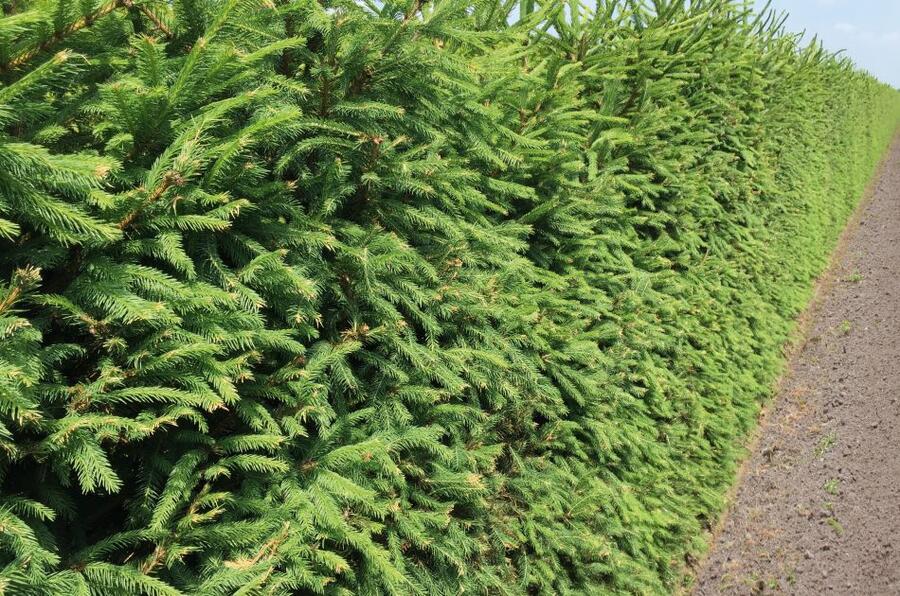 Smrk ztepilý - předpěstovaný živý plot - Picea abies - předpěstovaný živý plot