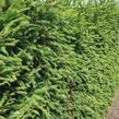 Smrk ztepilý - předpěstovaný živý plot - Picea abies - předpěstovaný živý plot