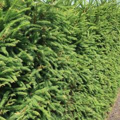 Smrk ztepilý - předpěstovaný živý plot - Picea abies - předpěstovaný živý plot