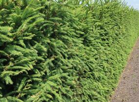 Smrk ztepilý - předpěstovaný živý plot - Picea abies - předpěstovaný živý plot