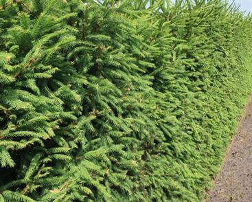 Smrk ztepilý - předpěstovaný živý plot
