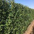 Bobkovišeň lékařská 'Genolia'  - předpěstovaný živý plot - Prunus laurocerasus 'Genolia' - předpěstovaný živý plot