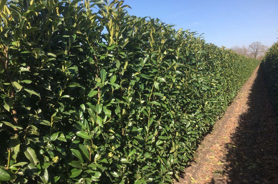 Bobkovišeň lékařská 'Genolia' - předpěstovaný živý plot - Prunus laurocerasus 'Genolia' - předpěstovaný živý plot