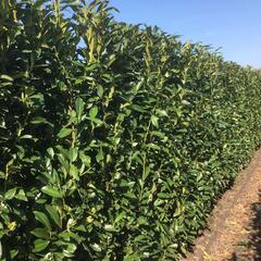 Bobkovišeň lékařská 'Genolia' - předpěstovaný živý plot - Prunus laurocerasus 'Genolia' - předpěstovaný živý plot