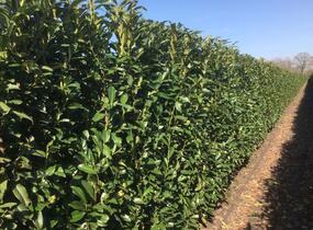 Bobkovišeň lékařská 'Genolia' - předpěstovaný živý plot - Prunus laurocerasus 'Genolia' - předpěstovaný živý plot