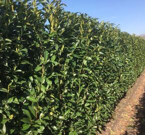 Bobkovišeň lékařská 'Genolia' - předpěstovaný živý plot - Prunus laurocerasus 'Genolia' - předpěstovaný živý plot