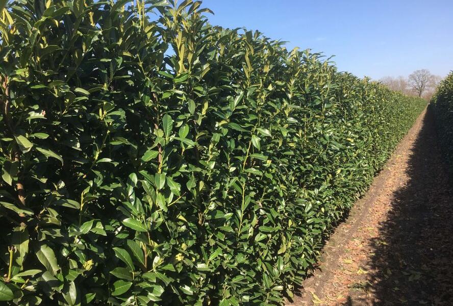 Bobkovišeň lékařská 'Genolia' - předpěstovaný živý plot - Prunus laurocerasus 'Genolia' - předpěstovaný živý plot